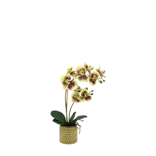 Faux Orchid Multicolour in Moss Ceramic Dot Pot
