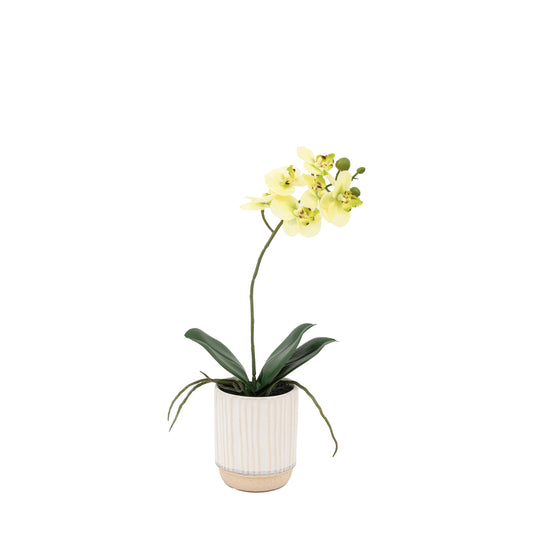 Faux Orchid Cream in Ribbed White Ceramic Pot Small