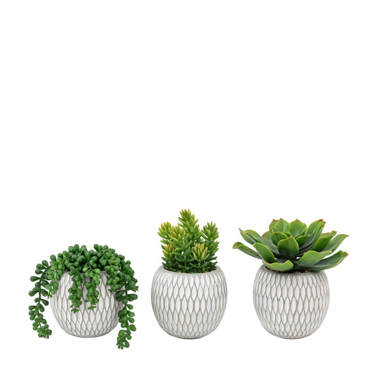 Faux Small Succulents Ceramic Pots Set of 3