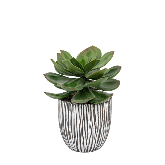 Faux Potted Succulent in Ribbed Black Ceramic Pot