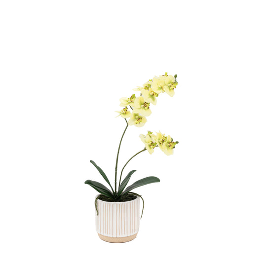 Faux Orchid Cream in Ribbed White Ceramic Pot Large