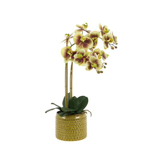 Faux Orchid in Moss Ceramic Dot Pot Green