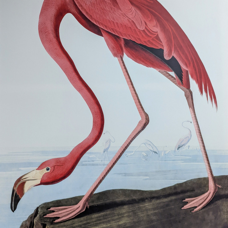 Large Pink Flamingo Picture