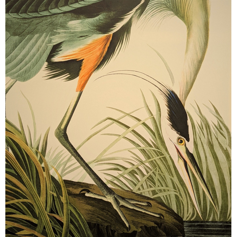 Large Green Crane Picture