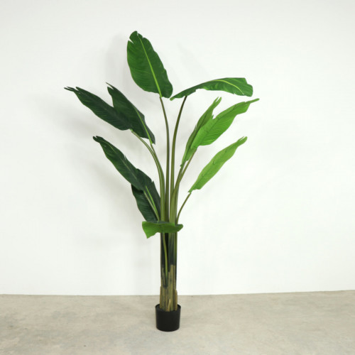 Plants