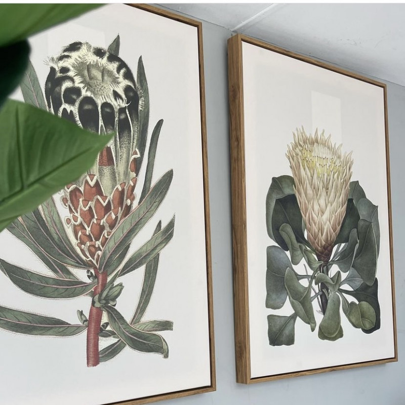 Pair of Protea Pictures Pair of Protea Pictures