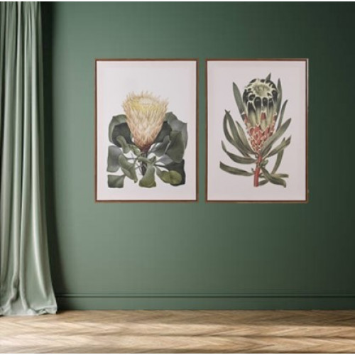 Pair of Protea Pictures Pair of Protea Pictures